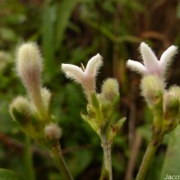 Knoxia spicata (Thwaites ex Trimen) Ridsdale